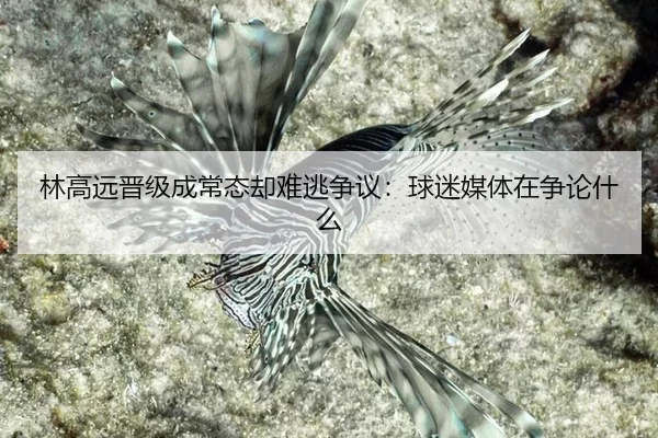 林高远晋级成常态却难逃争议：球迷媒体在争论什么